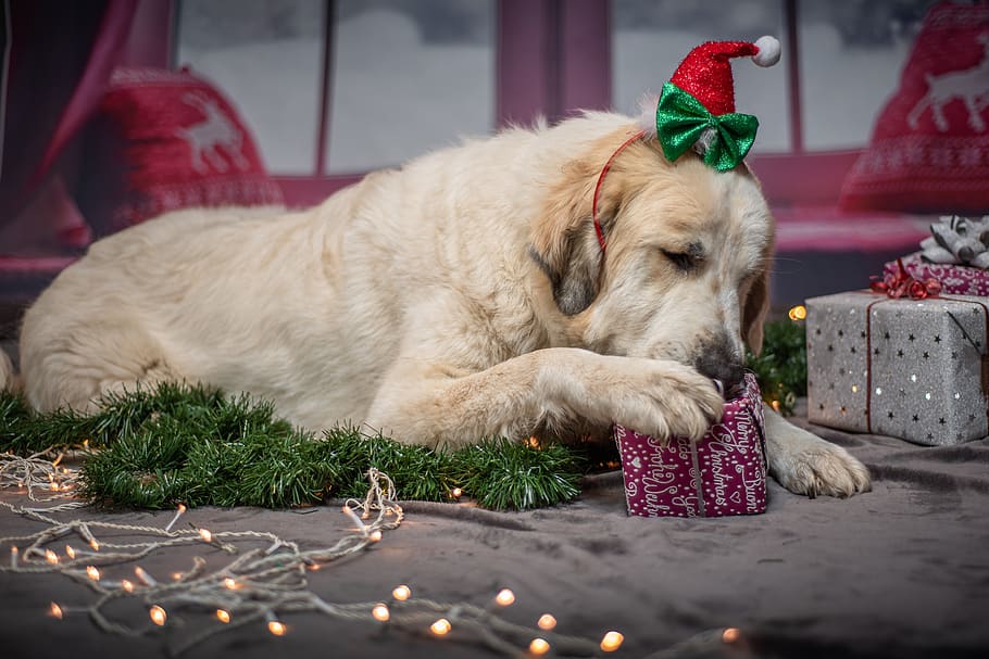 dog, christmas, gifts, pet, funny, santa hat, santa, sweet, mammal, domestic animals