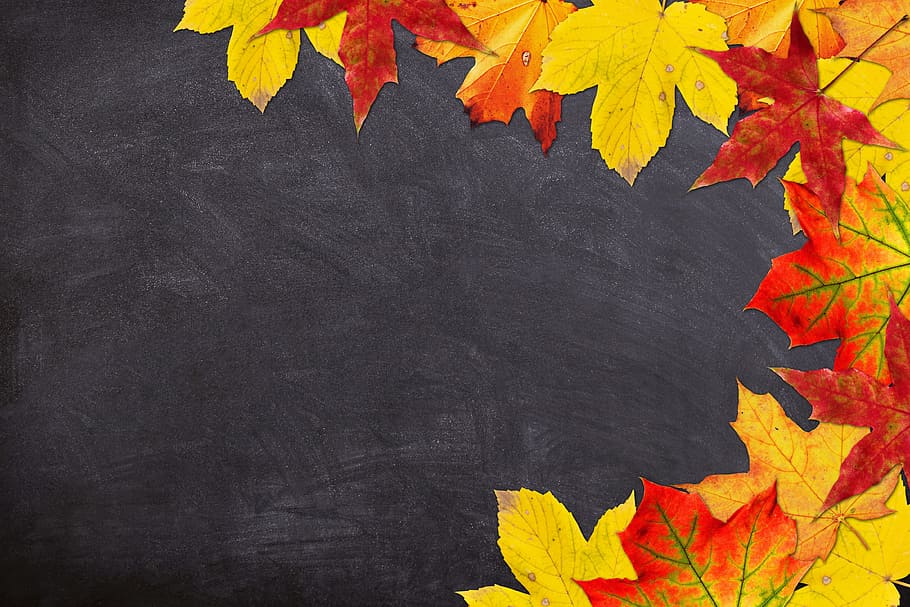 merah, kuning, maple, daun, digital, wallpaper, musim gugur, sekolah, kembali ke sekolah, mulai sekolah