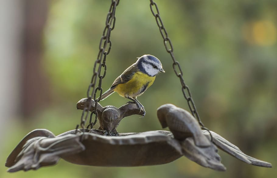 tit, blue, bird, feeder, yellow, beak, spring, feather, ornithology, sitting