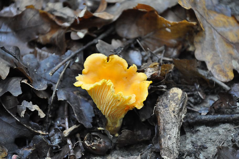 yellow, mushroom, leaves, forest, autumn, fox mushroom, beauty in nature, plant, close-up, flowering plant