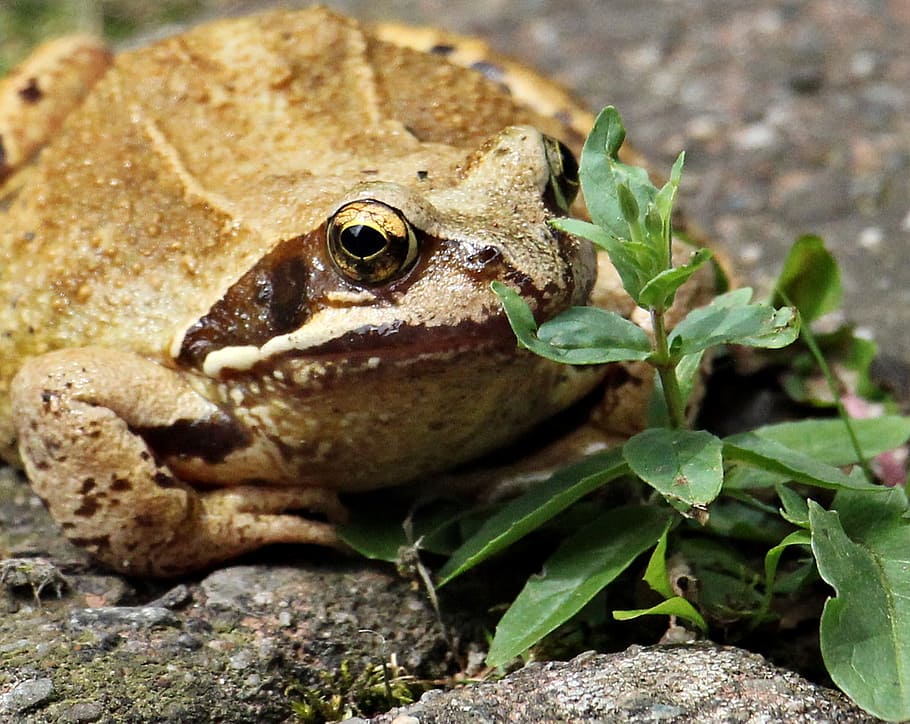 brown frog, frog, wildlife photography, animal world, animal, amphibians, pond inhabitants, weed, dandelion, plant part