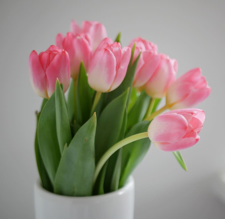Tulip, musim semi, bunga, merah muda, vas, di dalam ruangan, tanaman, tumbuh-tumbuhan, organik, Cantik