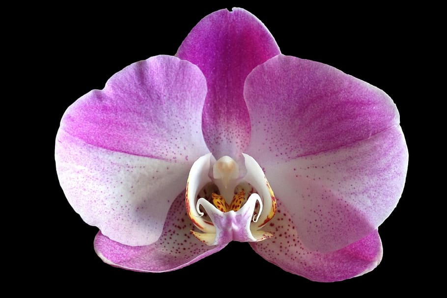 white, purple, moth orchid, orchid, flower, close up, beauty in nature, petal, vulnerability, fragility