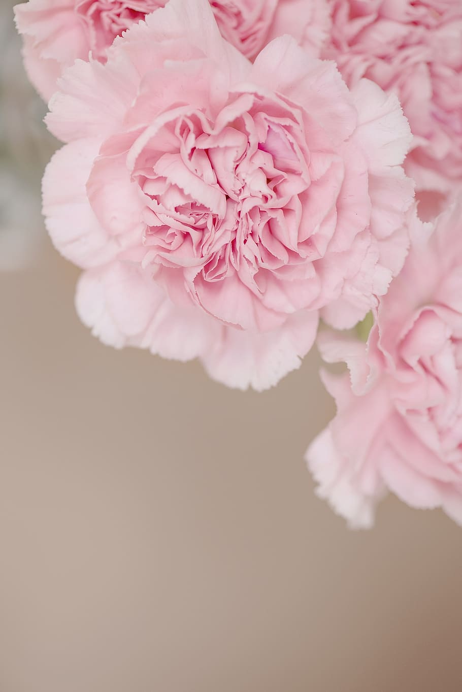 pink flowers, cloves, flower, pink, carnation pink, flowers, petals, close, flowers photography, schnittblume