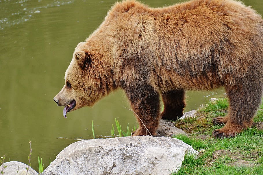 beruang, wildpark poing, beruang coklat, hewan liar, hewan, berbahaya, kebun binatang, hutan, alam, bulu
