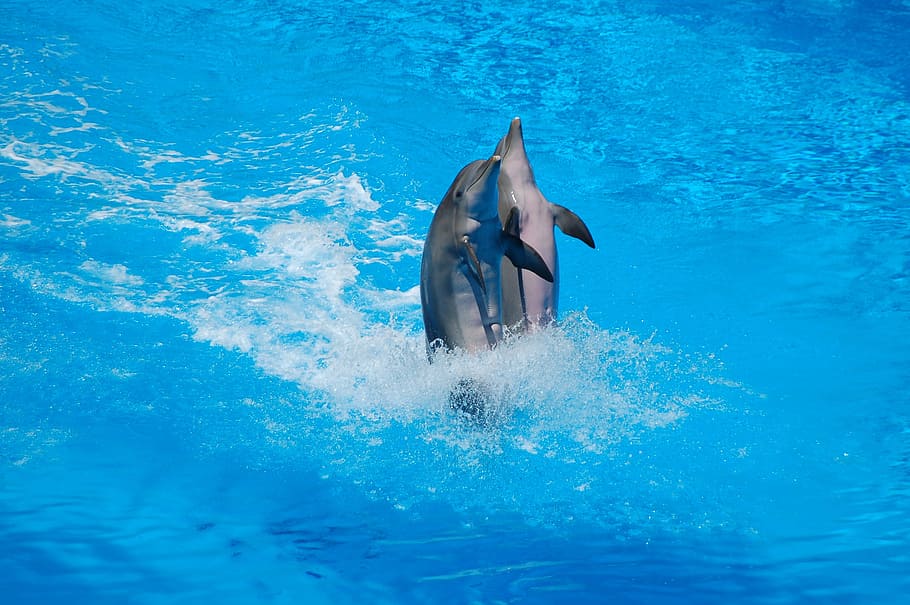 dos delfines grises, delfines, natación, cuerpo de agua, inmerso, océano, mar, acuático, agua, agua azul