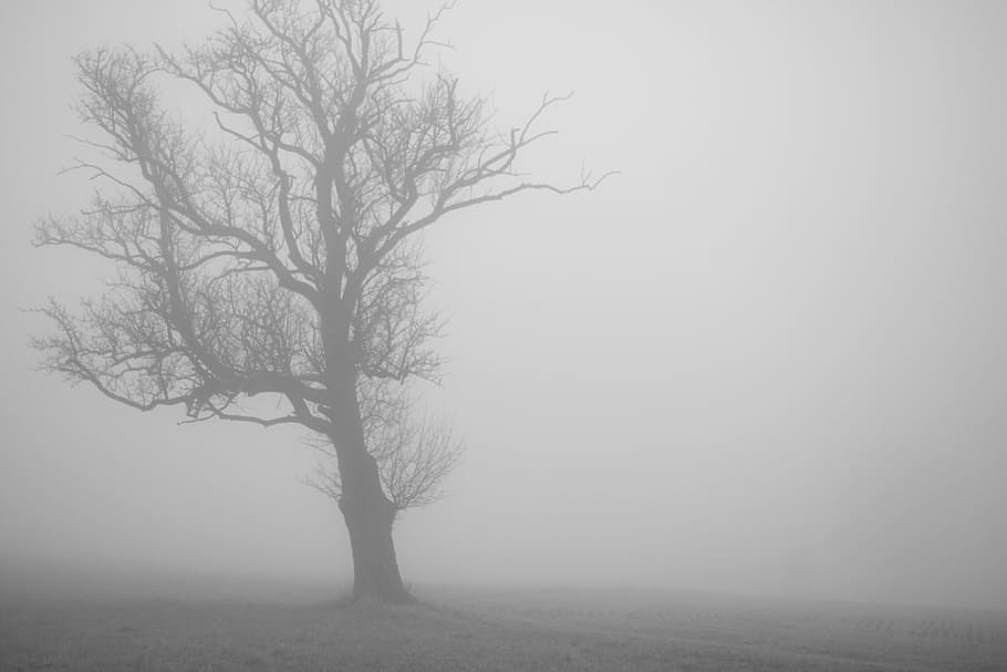fog, tree, lonely, creepy, mysterious, forest, mood, winter, autumn, atmosphere