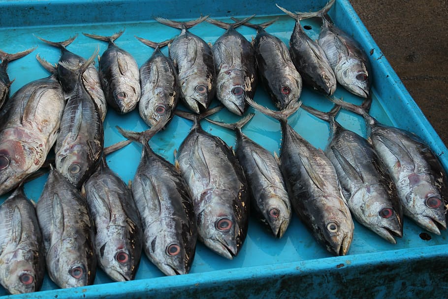 fish market, sri lanka, tuna, fish, freshness, seafood, food and drink, food, market, animal