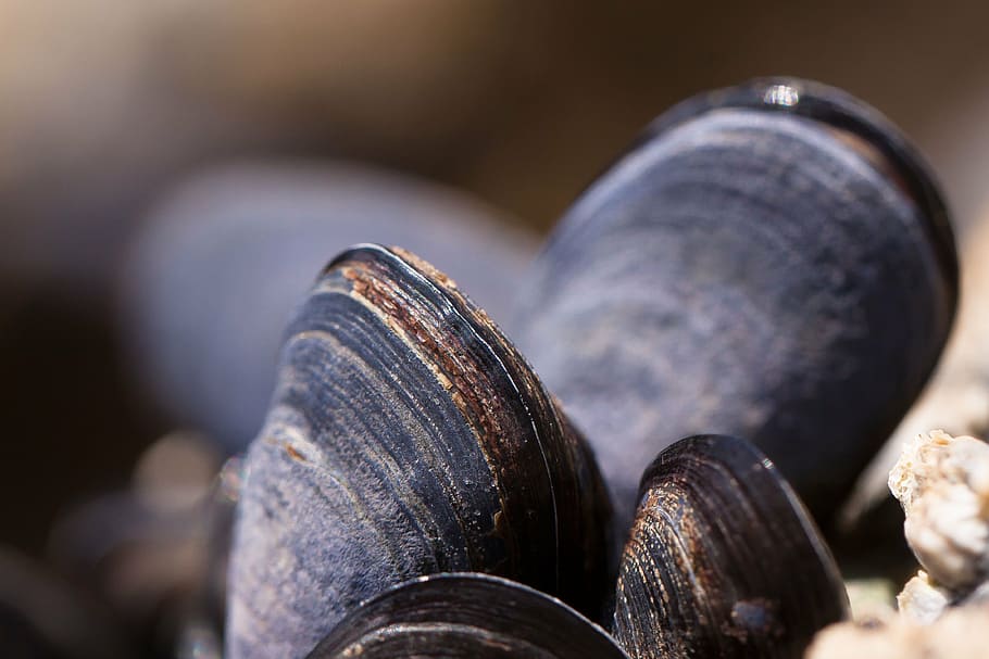 mussels, shells, mytilus, watt area, coastal, region, grey, coastal region, blue violet, oval