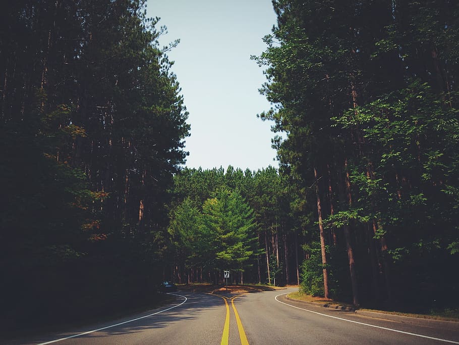 road, trees, daytime, street, forest, travel, way, highway, outdoor, junction