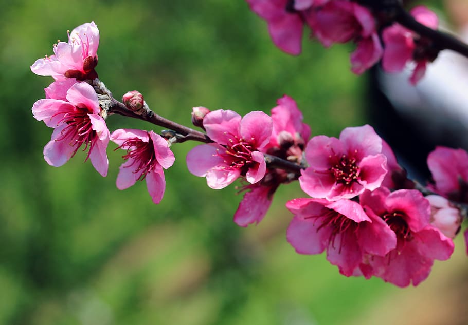 flores de cerezo, flor, flores, rosa, primavera, japonés, floración, japón,  rama, naturaleza | Pxfuel