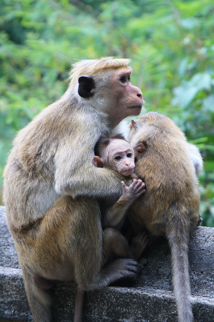 Monkey, Sri Lanka, Sri, Lanka, Travel, sri, lanka, nature, animal, wildlife, sitting