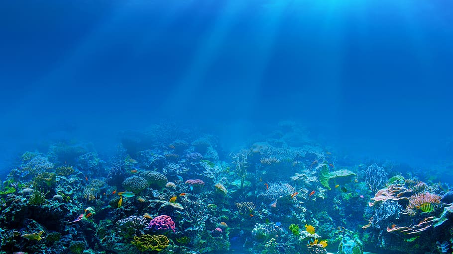 laut, ikan, bawah air, satwa liar hewan, kehidupan laut, binatang di alam liar, di bawah laut, air, tema hewan, karang