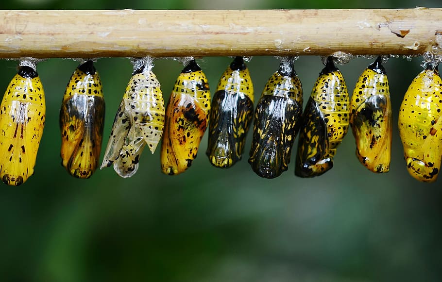 yellow-and-black butterfly cocoons, lined, stick, cocoon, butterfly, insect, animal, macro, larva, wing