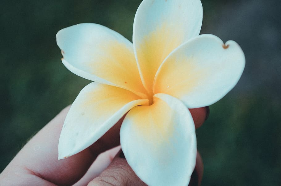 person, holding, white-and-yellow plumeria flower, flower, white, bloom, hand, nature, petals, petal