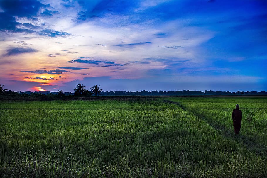 buddhist, monk, dawn, paddy field, landscape, agriculture, field, asia, green, paddy