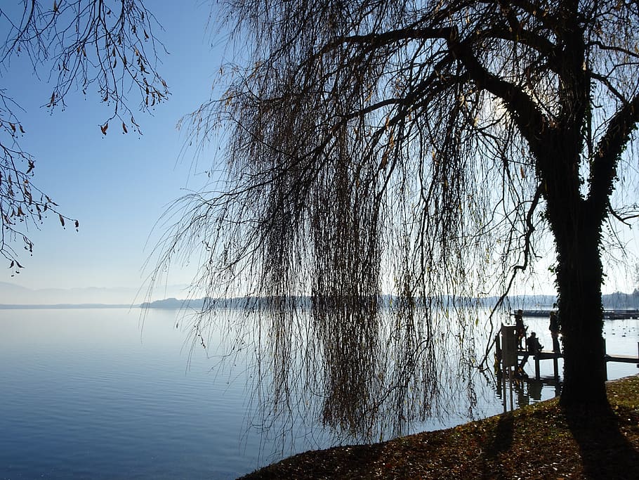 starnberger lake, lake, rest, bavaria, autumn, trees, property, landscape, plot, regenerate