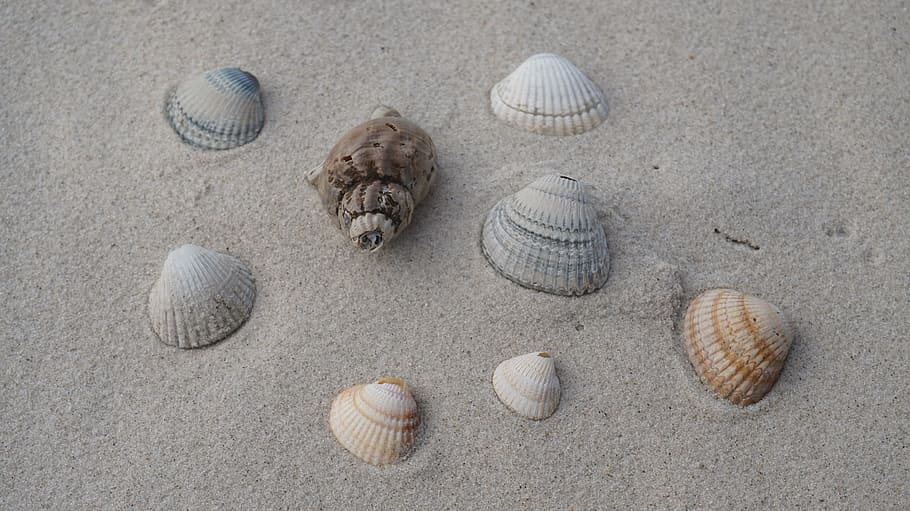 beach, sand, seashell, coast, land, animal wildlife, shell, animal shell, animal, high angle view