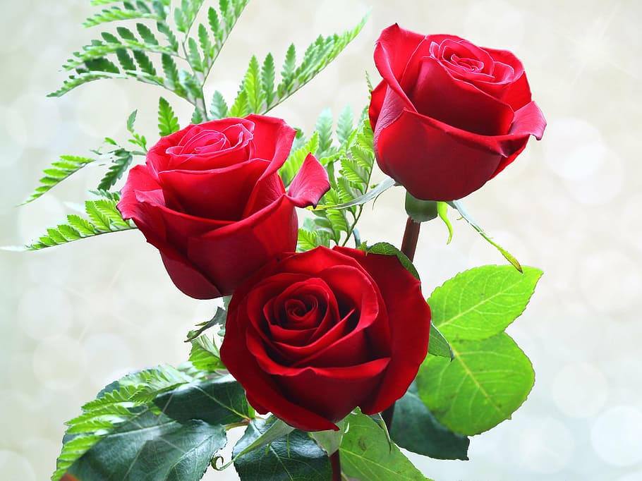 three red roses, roses, flowers, rou, red, flowers in pots, nature, rose - Flower, love, romance
