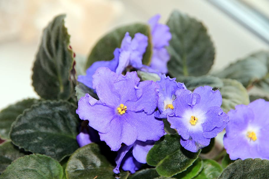 saintpaulia, violeta africana, planta de interior, floración, lila, naturaleza viva, Flor, planta floreciente, frescura, planta