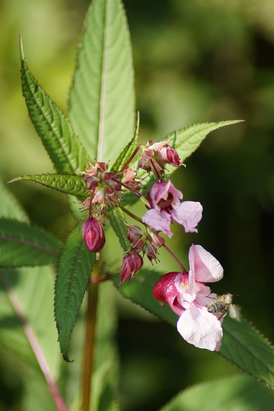 indian springkraut, himalayan balsam, hummel, insect, annual, wild flower, red spring herb, pink, blossom, bloom