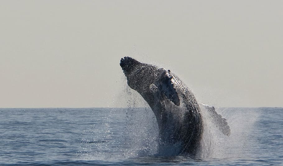 humpback whale, jumping, breaching, ocean, mammal, marine, spray, cetacean, sea, animals in the wild