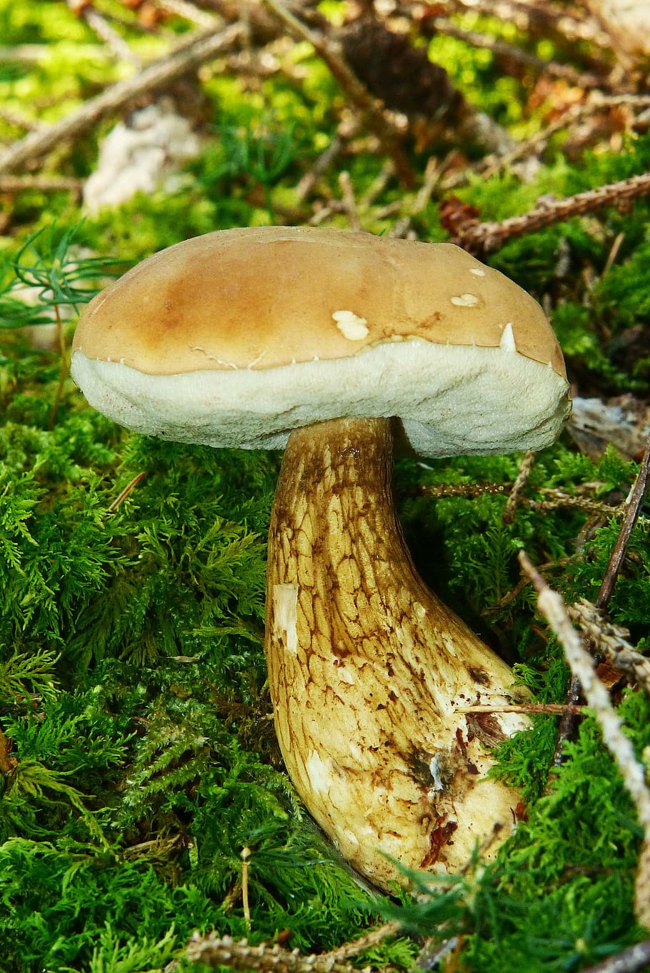 gallenröhrling, mushroom, common tylopilus, rac, bitter, uneatable, close, macro, nature, forest