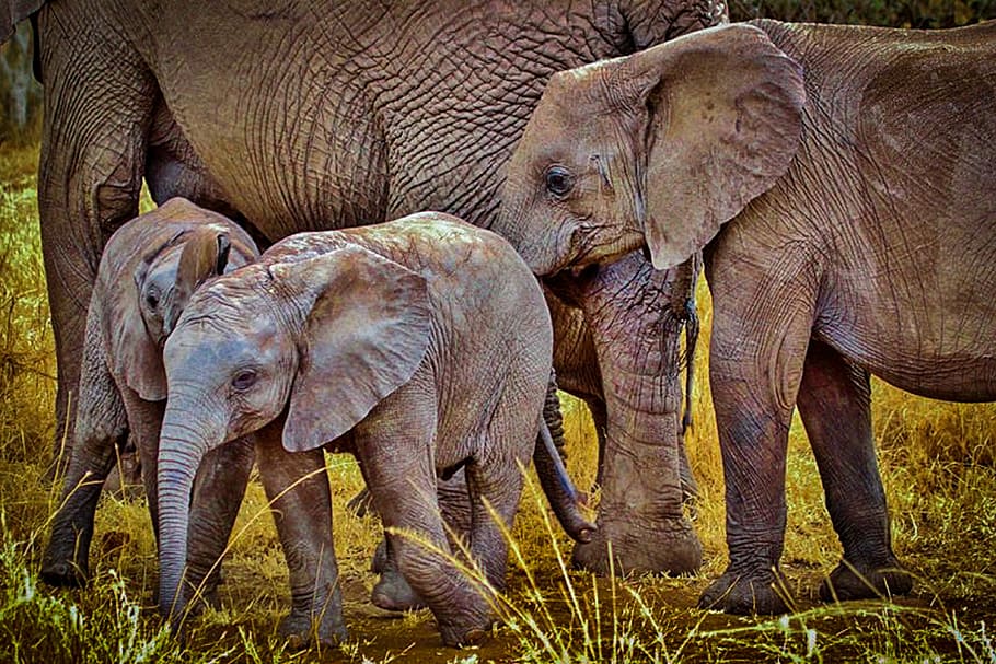 два, коричневый, слонята, рядом, родители, дневное время, слоны, слон, дикий слон, животное
