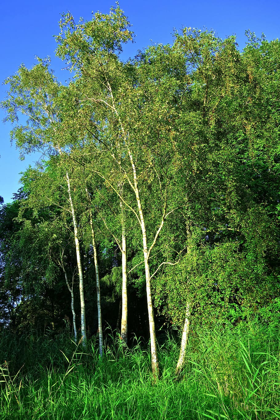 birch, pohon, pohon birch, belukar, belalai, kulit putih, taman