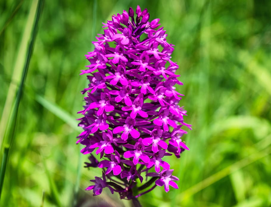 orchid, flower, wild orchid, blossom, bloom, pyramid, kaiserstuhl, lily valley, noble, purple