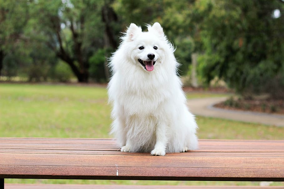 adult long-coated, white, dog, sitting, chair, puppy, spitz, love, cute, baby