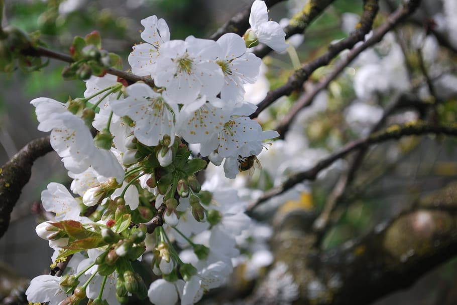 벚나무, 꽃들, 봄, 과수, 개화, 꽃 벚나무, 흰 꽃, 화이트, 먹이 찾아 다니기, 벌