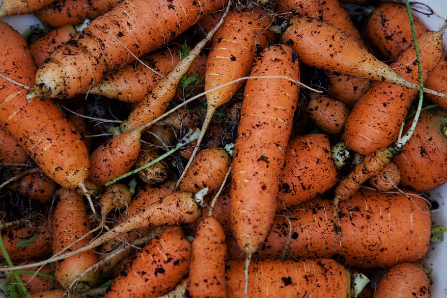 carrots, soil, vegetables, dirt, garden, food, earth, organic, raw, gardening
