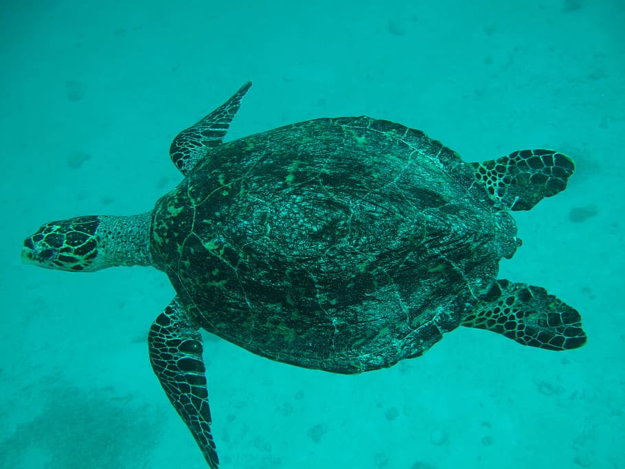 black, gray, turtle, sea, Sea ​​Turtle, Maldives, Sea, Turtle, animals, one animal, underwater