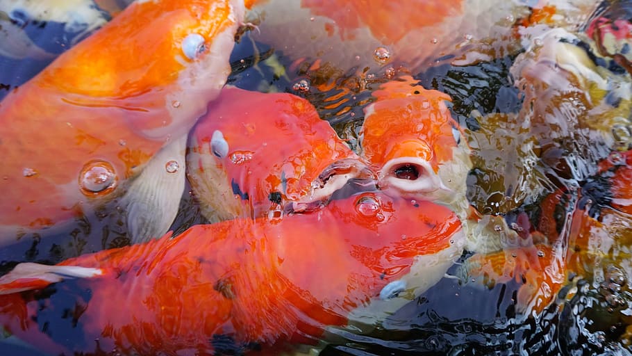 oranye, koi, ikan mas, Ikan, Akuarium, Garp, Air, ikan garp, bawah air, alam
