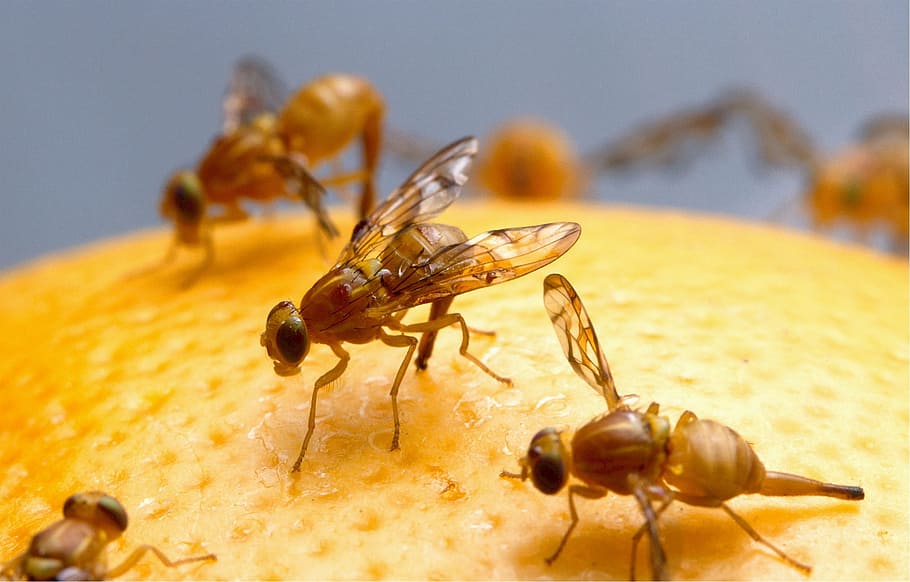 macro photography, bees, yellow, fruit, fruit flies, mexican, female, insects, orange, pest
