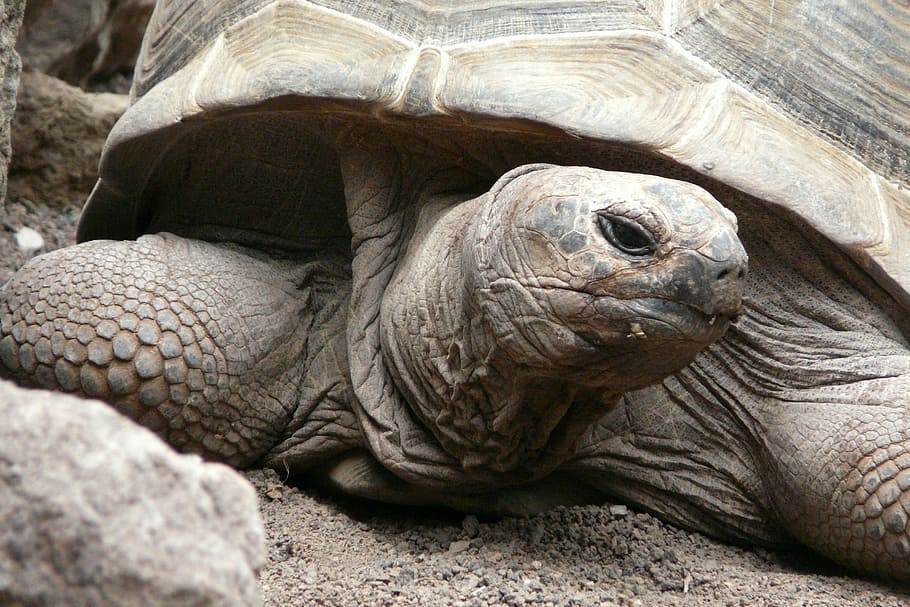 turtle, tortoise, close, panzer, giant tortoise, armored, slowly, seychelles, genuine tortoise, tortoise shell