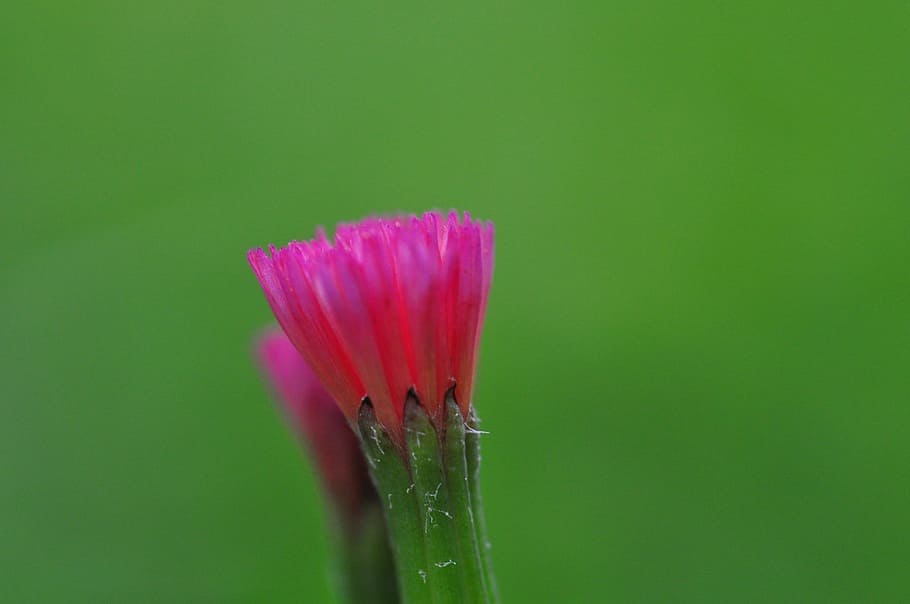 pink, livingstone flower bud, close-up photography, Wild Flower, Honduras, Santa Lucia, nature, plant, close-up, flower
