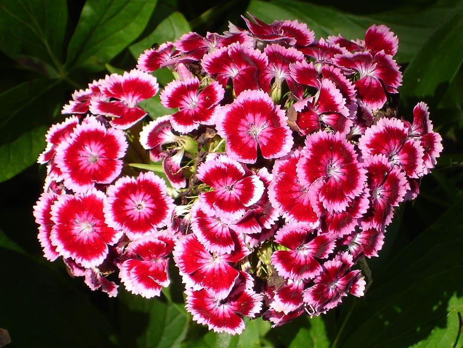 closeup, pink, primrose flowers, Sweet William, Carnation, Blossom, Bloom, flower, plant, nature