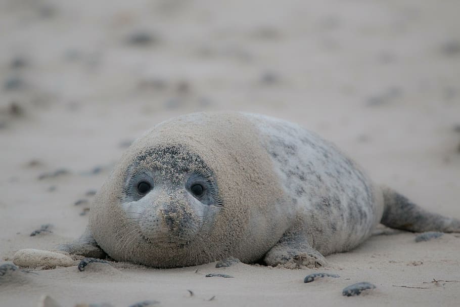 selectivo, foto de enfoque, gris, foca, acostado, marrón, arenas, durante el día, foca gris, robbe