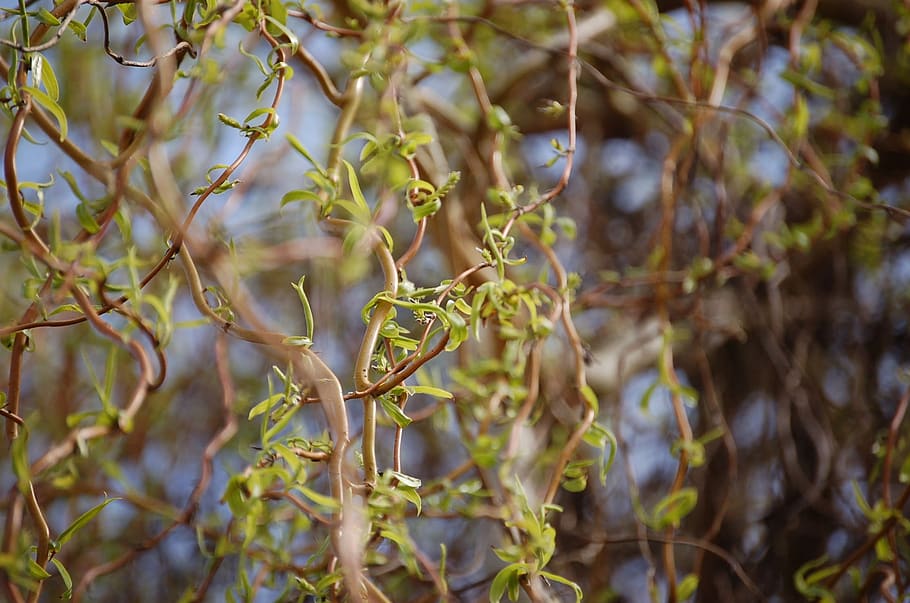 nature, leaf, plant, tree, growth, corkscrew willow, spring, day, beauty in nature, selective focus