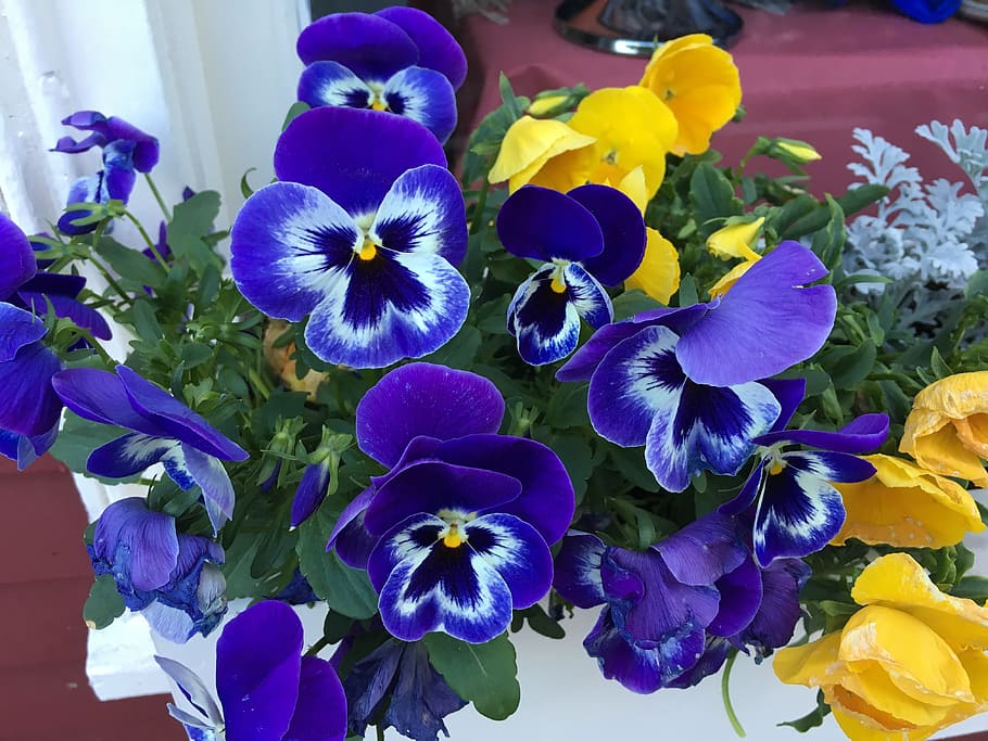 Pansies, Flowers, Plant, Pansy, summer, nature, floral, botanical, purple, flower