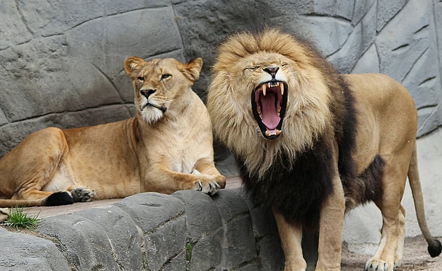 marrom, leão, leoa, dia, panthera leo, mundo animal, áfrica, animal, animais, predador