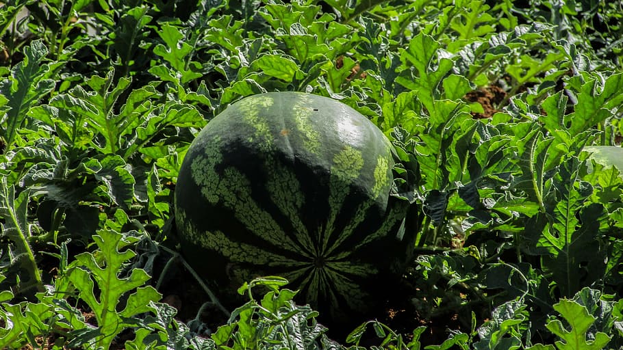watermelon, plant, fruit, farm, agriculture, vegetable, food, cyprus, pumpkin, melon