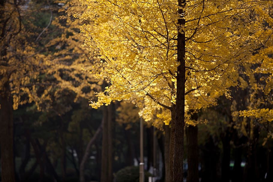 ginkgo, autumn, leaves, yellow, leaf, the leaves, wood, nature, eggplant, autumn leaves
