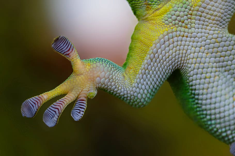 verde, branco, lagarto, lagartixa, mão, pegajoso, natureza, réptil, animal, anfíbio