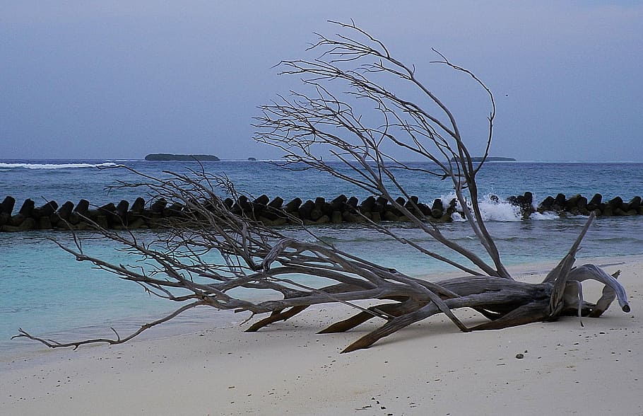 withered, tree, body, water, maldives, beach, flotsam, sea, nature, sand