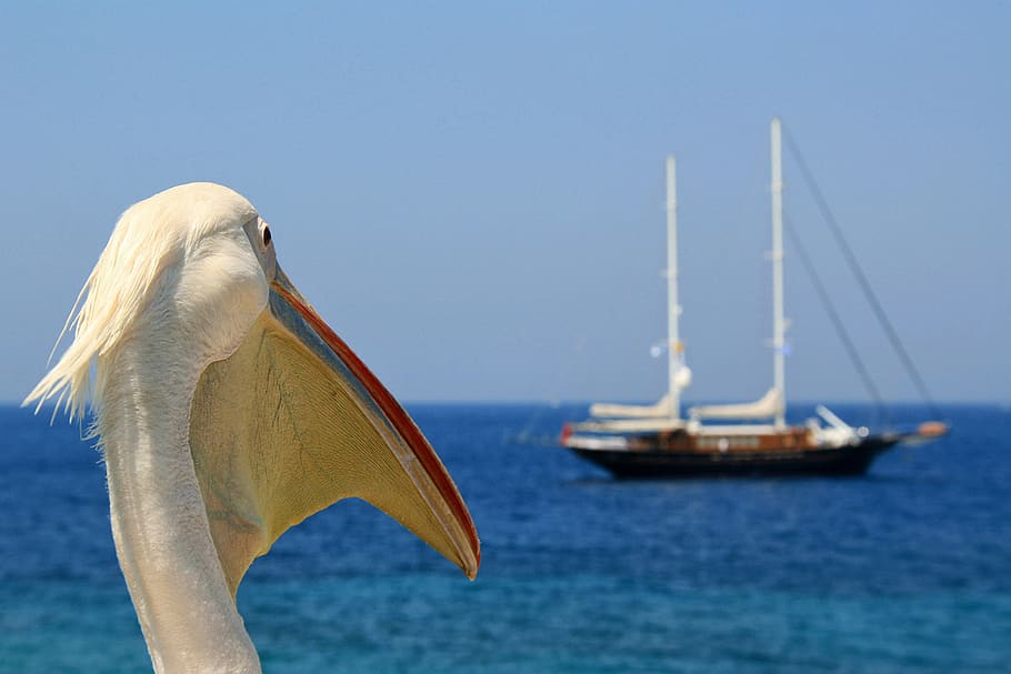 pelican, envy, sea, sailboat, mykonos, greece, i long, wish, nautical vessel, transportation