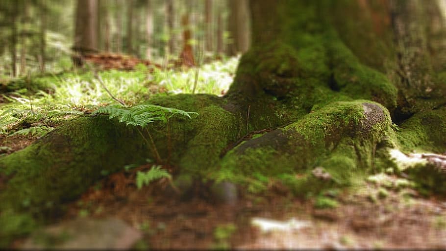 shallow, focus photography, tree root, green, moss, daytime, shallow focus, photography, babia top, poland