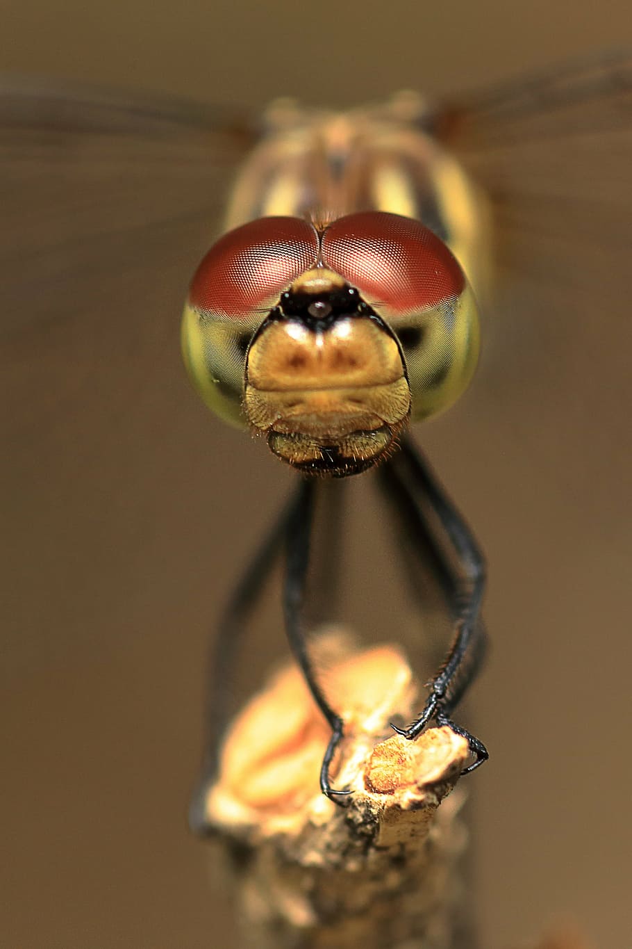 libélula, olhos de libélula, insetos, libélula vermelha, afixo, olhos compostos, inseto, natureza, animal, close-up